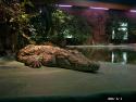 Terrazoo 101.jpg